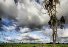 博洛尼亚官方:卡拉布里亚左脚踝扭伤,预计缺阵3周时间.